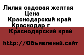 Лилия садовая желтая › Цена ­ 200 - Краснодарский край, Краснодар г.  »    . Краснодарский край